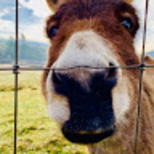 Meet your Posher, Sheldon